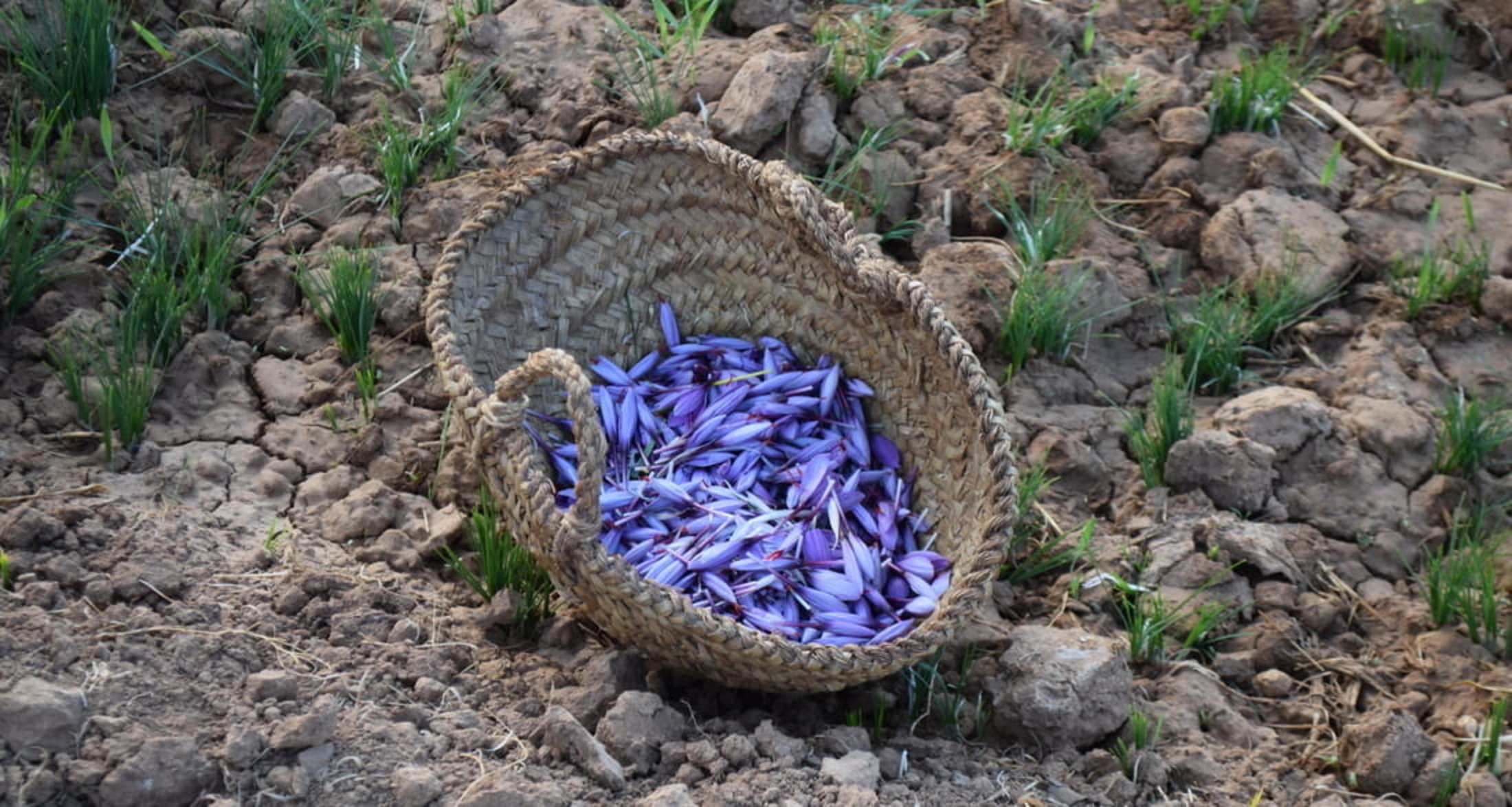 Photo d'un panier rempli de fleurs de safran