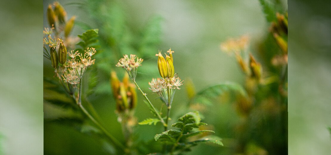 Spices of the moment