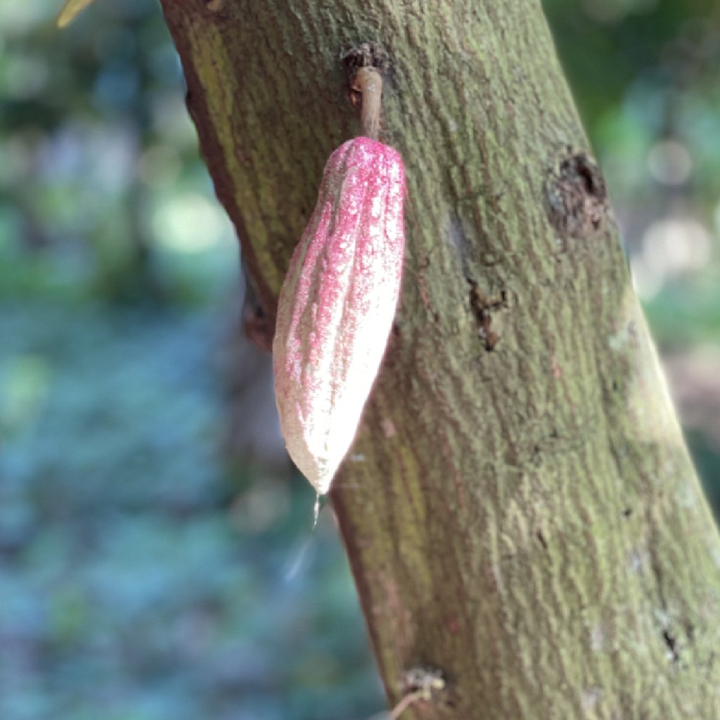 Une tablette de chocolat criollo d’Alejandro a la couleur d’une tablette de chocolat au lait et offre des notes de vieux rhum épicé, toute en élégance.