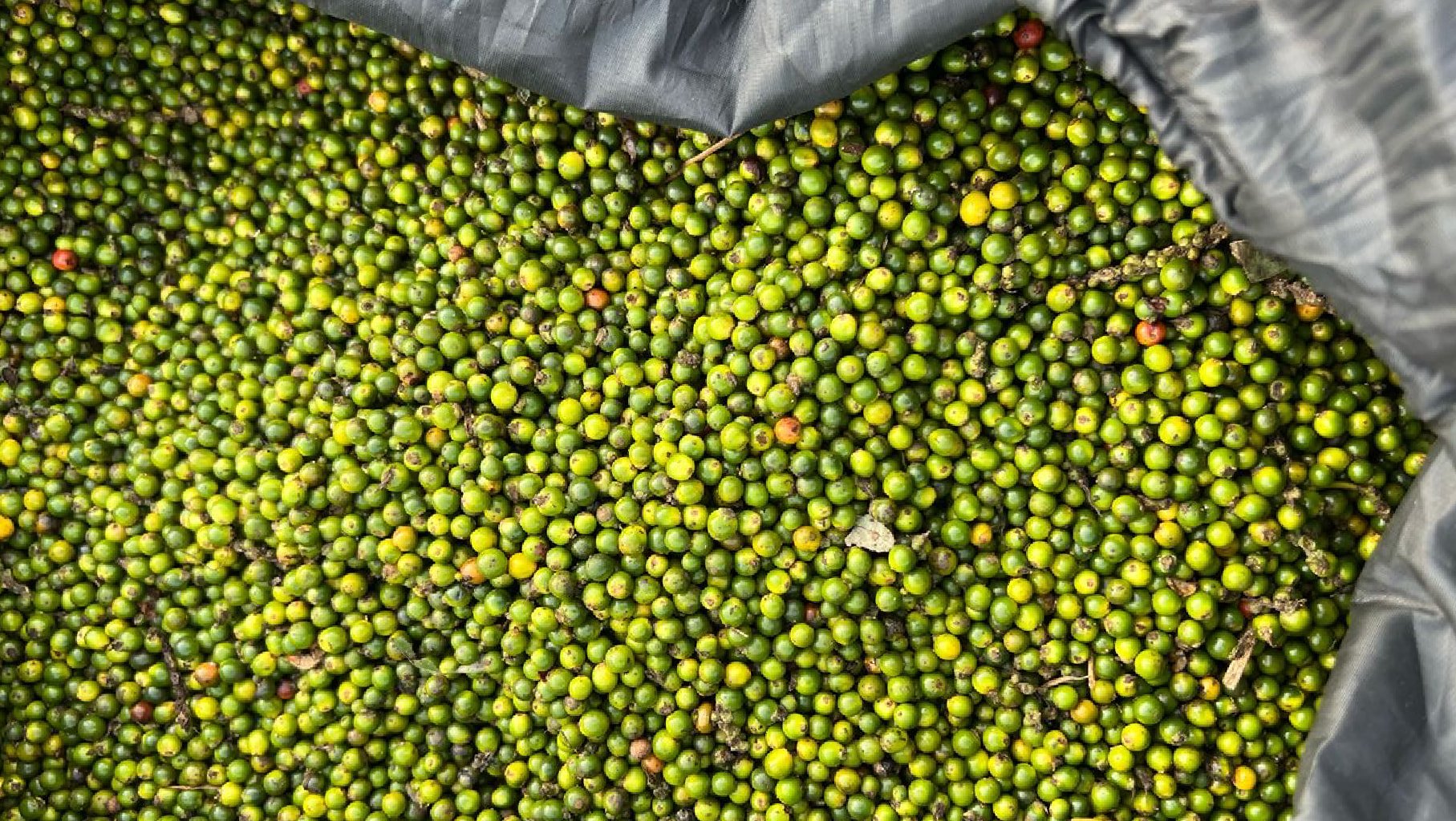 Photo des grains mûrs du poivre noir de Baffia après récolte