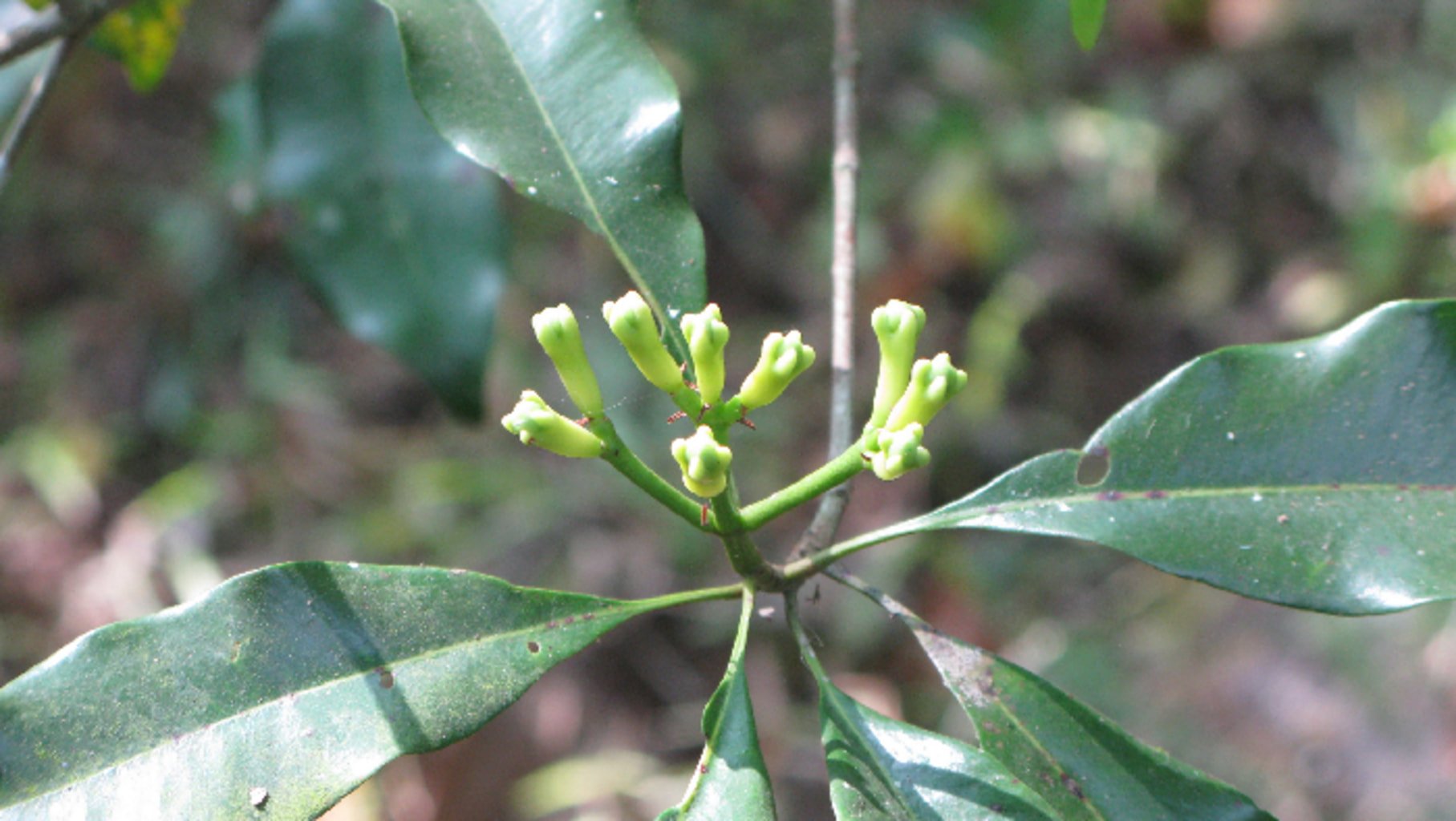 Photo du clou de girofle en forme de bouton floral sur une plante