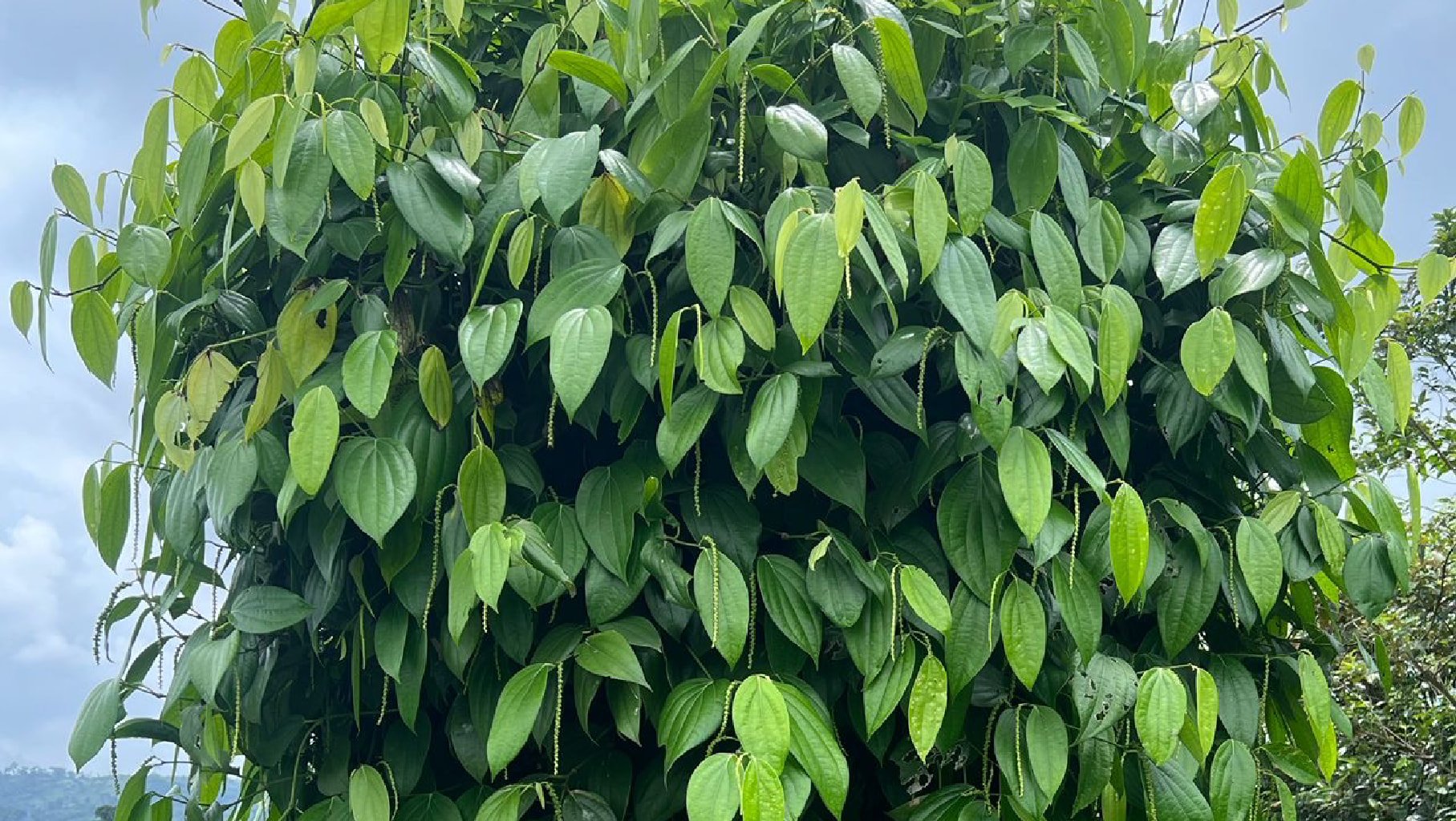 Photo du poivrier de Baffia en Côte d’Ivoire