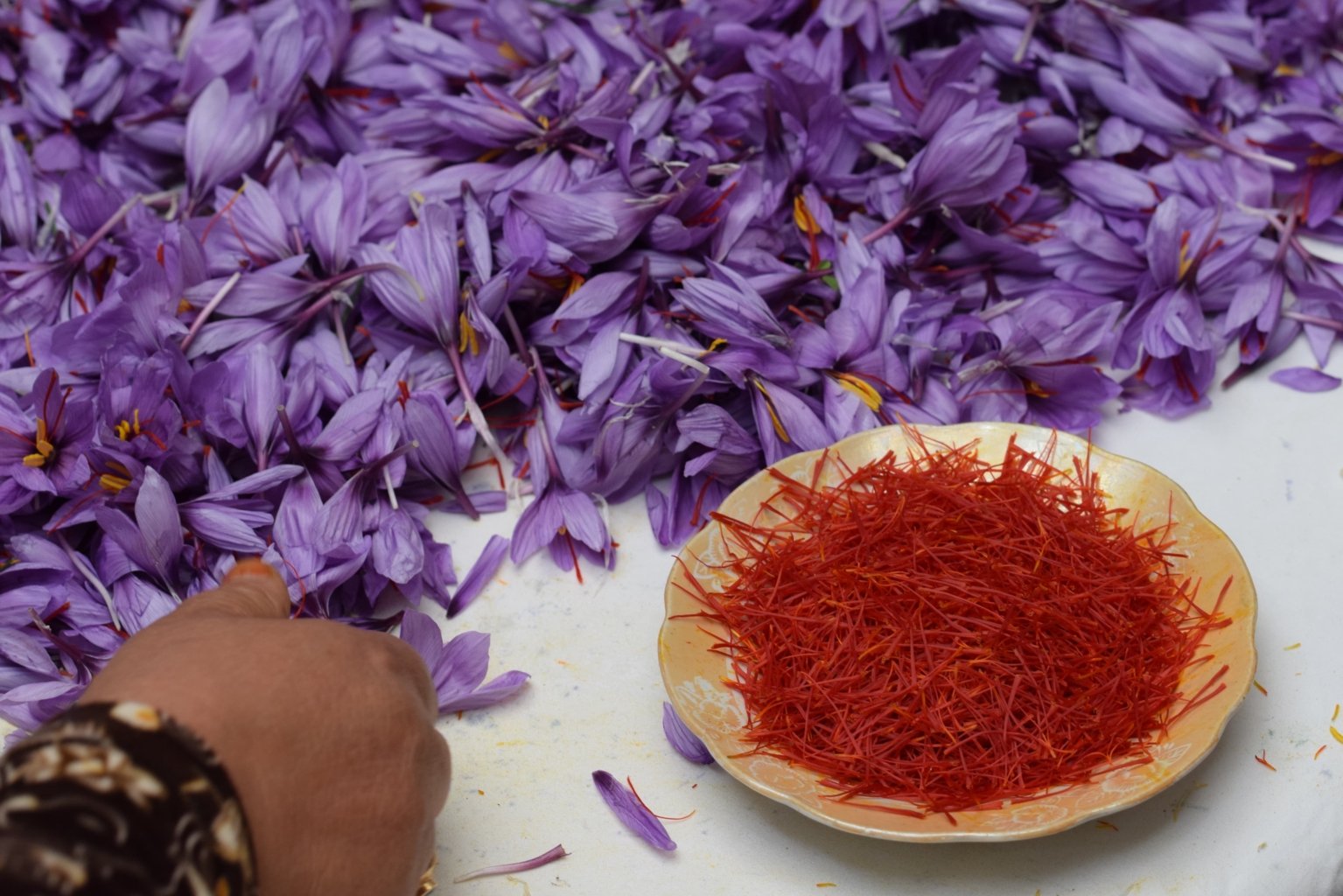 Émondage manuel des fleurs de safran