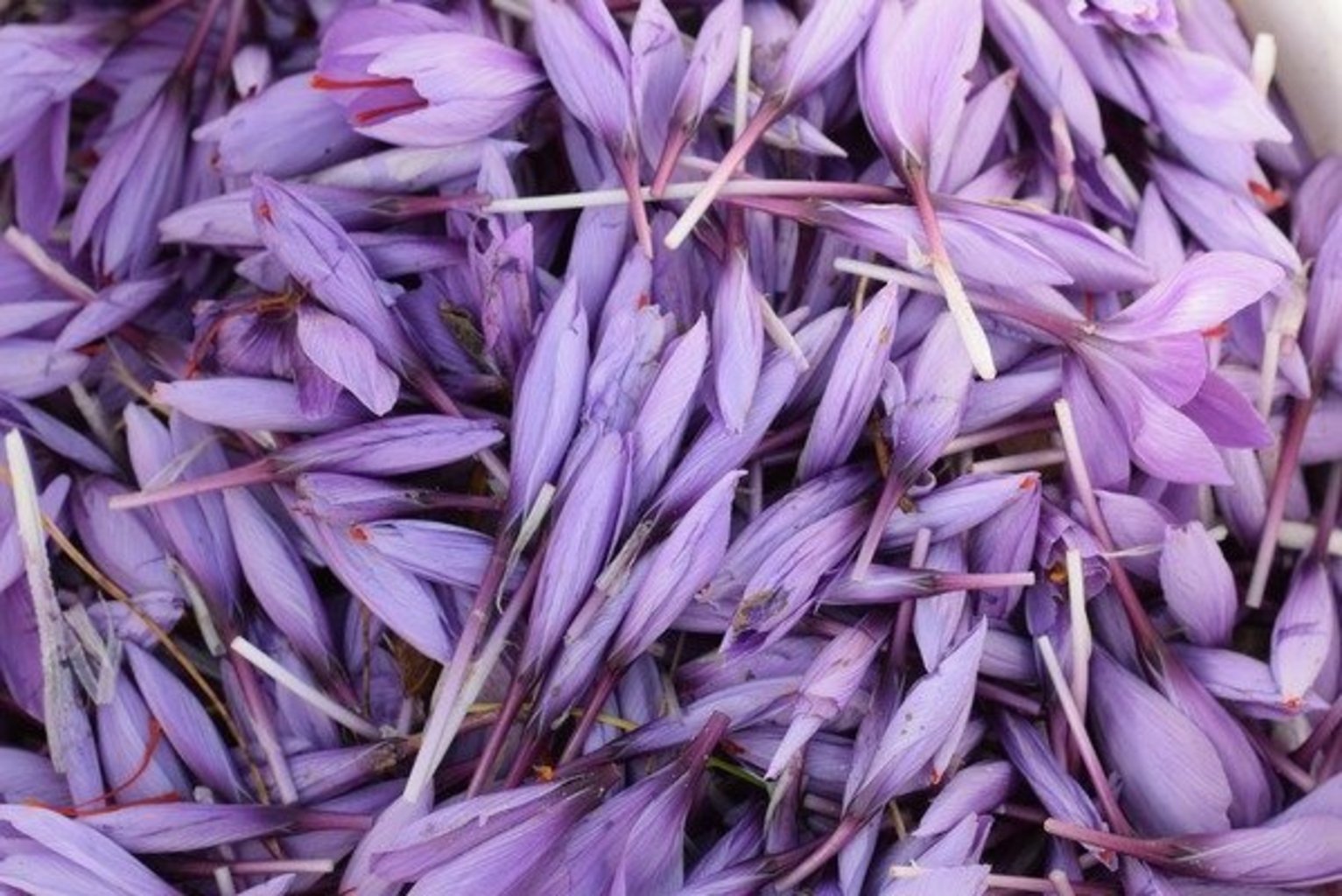 Les fleurs de safran