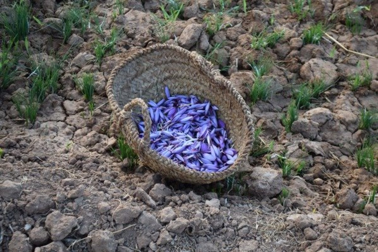 Fruit de la récolte des fleurs de safran