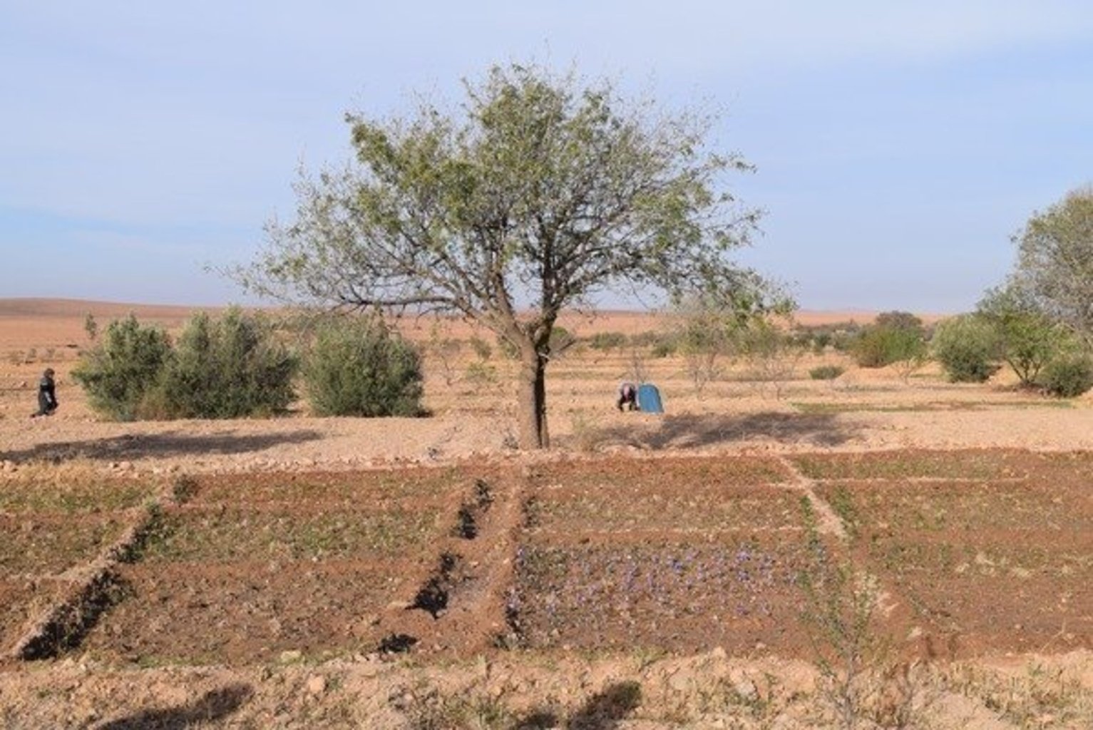 Champ de safran au Maroc