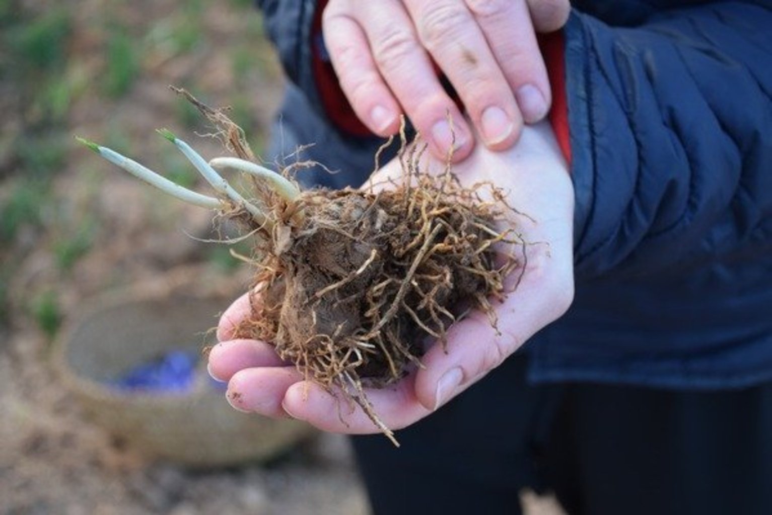 Bulbe de la plante de safran