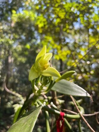 Photo d’une fleur de vanille à l’état sauvage