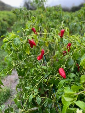Photo de piments mûrs sur une plante