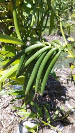 Photo de gousses vertes de vanille Tahitensis