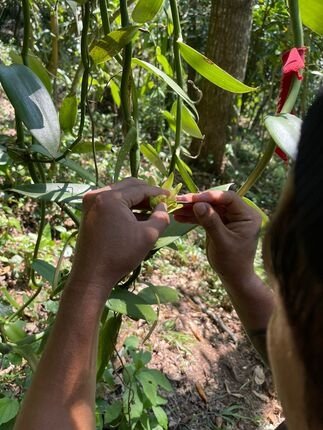Photo de la pollinisation d’une fleur de vanille