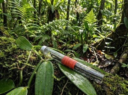 Photo d’un tube de vanille dans la jungle