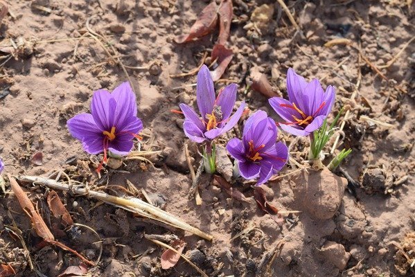 Fleur de safran en terre